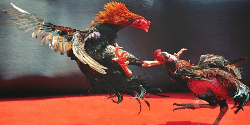 f8 bet bắn cá h5 chơi ngay