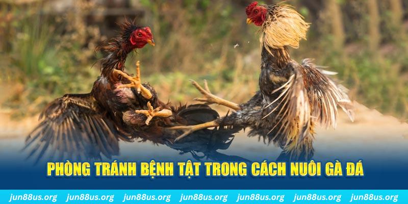 f8 bet đăng nhập phỏm online